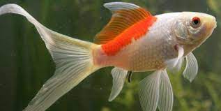Sarasa Comet Goldfish Comet Goldfish Goldfish Goldfish Tank