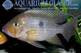 407,705 likes · 35,353 talking about this · 1,441 were see actions taken by the people who manage and post content. 25e Barschverwandte Funfter Teil Sonstige Cichliden Sud Und Mittelamerikas Seite 19 Von 23 Aquarium Glaser Gmbh