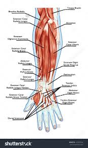 There are over two dozen gorgeous and painstakingly detailed illustrations on this chart, from the extensor hallucis longus to the flexor digitorum brevis. Stock Vector Anatomy Of Muscular System Hand Forearm Palm Muscle Tendons Ligaments 116557924 Jpg 953 1600 Medical Anatomy Hand Therapy Muscle Anatomy
