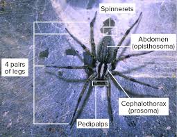 Ohio has over 600 different species of spiders, but there are a few common spiders that can be found on your lawn or in your home when fall begins. Ohio S Natural Enemies Funnel Weaver Spiders Ohioline