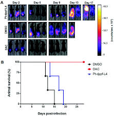 Is a private limited company incorporated on 12 november 1999. New Pd Fe Ferrocenyl Antiparasitic Compounds With Bioactive 8 Hydroxyquinoline Ligands A Comparative Study With Their Pt Fe Analogues Dalton Transactions Rsc Publishing Doi 10 1039 D0dt03963b