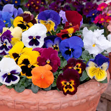I don't think that there are many garden plants that can boast a greater perfume than the daphne. Pansy Matrix Mixed Plug Plants Autumn And Winter Flowering Pansies Brookside Nursery