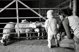 Connie Hannah and Sheep