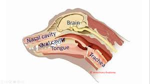 These are turbinate bones which project into the nasal cavity with the purpose of supporting the olfactory mucus membranes and increasing the respiratory surface area, creating turbulence within the passing air. Dog Head Sagittal Section Veterinary Anatomy World Facebook