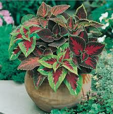 Image result for Coleus maculosus
