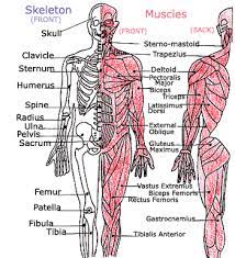 Human leg muscles diagram leg muscle chart gosutalentrankco. Kids Health Topics Your Muscles