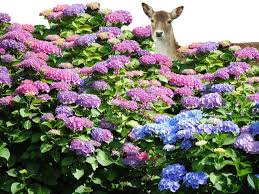 He likes to eat flowers. How To Stop Deer From Eating Hydrangeas Other Plants Too