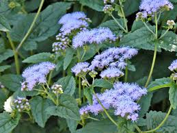 These plants are excellent for covering a shady spot. 20 Tall Flowers That Make A Strong Impact