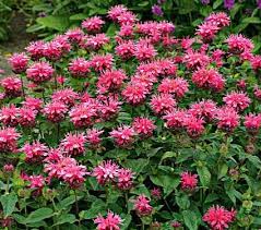 Pin On Garden