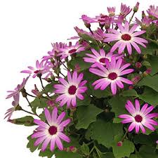 Image result for Pericallis