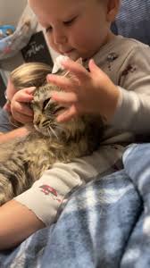 Our cat got out sometime last night or this morning! His name is jinx and  he is a young male. He’s black and fluffy and wearing a red velvet collar.  As deceiving as this video may seem he does love us ...