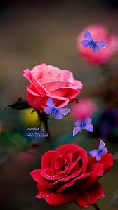 Pin By Geethakrishna On Butterfly Roses Beautiful Flowers Images Beautiful Flowers Wallpapers Flying Flowers