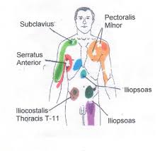 Neck To Buttocks Front And Rear Trigger Point Chart 2