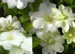 Maybe you would like to learn more about one of these? Clematis Guernsey Cream Climbing Plant 2 3ft Supplied In A 3 Litre Pot