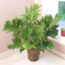 Check spelling or type a new query. Buy Philodendron Hope Selloum For Sale Online Garden Goods Direct