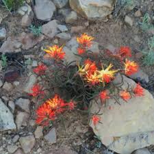 Check spelling or type a new query. Spring Wildflowers On Serpents Trail In Colorado National Monument Grand Junction Homes For Sale Grand Junction Colorado