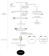 Hence, cdna libraries are produced only from higher eukaryotes. In Fusion Smarter Directional Cdna Library Construction Kit Protocol Download Scientific Diagram