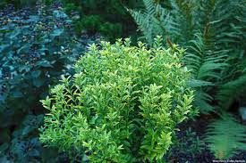 Image result for Eriocephalus microphyllus