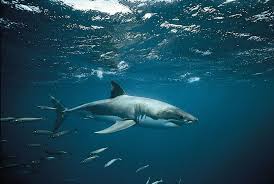 Shark - Migration, Socialization, Hunting | Britannica