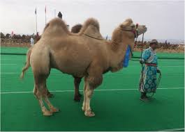 The advent of camel products was given a boost last year when the european union agreed to accept camel milk imports from the uae (meat is still. How Many Large Camelids In The World A Synthetic Analysis Of The World Camel Demographic Changes Springerlink