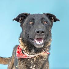 PET OF THE WEEK*** Samuel #A5717027 is social with dogs! Samuel would love  to get to know all the dogs in your neighborhood while going for walks with  you. He is a