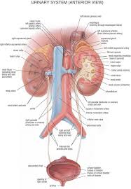 diagram of excretory system diagram of excretory system