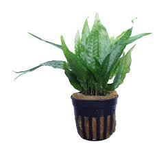 Image result for Ranalisma