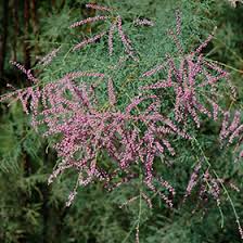 Image result for tamarix ramosissima pink cascade
