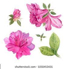 Azalea Flower Watercolor Images Stock Photos Vectors Shutterstock