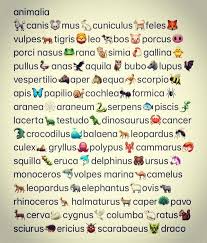 Begin with our latin essentials course. 320 Lci Vocabula Ideas In 2021 Latin Lingua Latina Latin Language