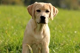 I have to female bulldog puppies for sale. When Will My Wild Labrador Mature Here S What To Expect