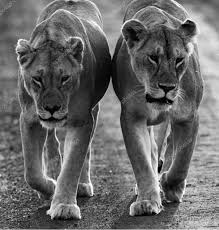 Photos De Lion Noir Blanc Images De Lion Noir Blanc Depositphotos Plexiglass imprimé lion regard, noir & blanc artis l.90 x h.90 cm. lions sur photo noir et blanc 66709145