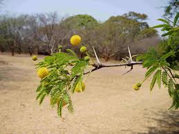 Image result for Acacia erioloba