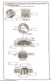 Neue angebote der top anbieter. Biology Midterm Intro To Photosynthesis Diagram Quizlet