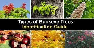 Maybe you would like to learn more about one of these? Types Of Buckeye Trees With Their Flowers And Leaves Pictures