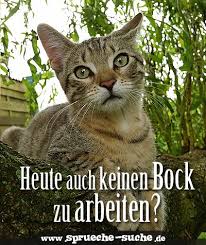 Heute Auch Keinen Bock Zu Arbeiten Spruche Suche Spruch Katze Katzenhumor Katze Lustig