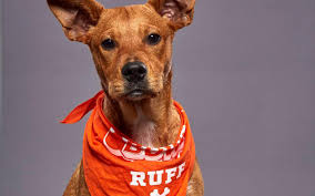 While we at marl agree, we also. Michigan Shelter Dog Will Compete In 2020 Puppy Bowl Michigan Humane