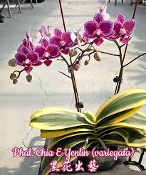 phal chia e yenlin variegata 黑花出藝 plants