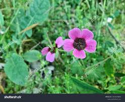 Image result for Geranium ocellatum