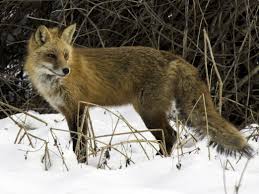 The Red Fox Is Just One Of The Many Animals That Can Make Bone Chilling Noises In Nature Animals Large Cats Nocturnal Birds