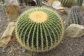 Broncea bien a tu cactus. Las Biznagas Las Grandes Del Desierto Jardineros Mx
