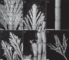 Image result for Gleichenia elongata