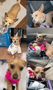 Alex Beltran please create a post for found or lost pet. Add pictures and  cross street location. Susan Dee in request. No option for feedback