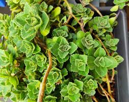 Image result for Coleus neochilus