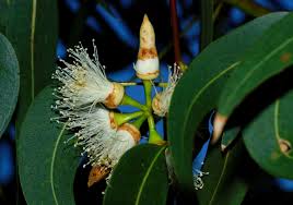 Image result for Eucalyptus tereticornis