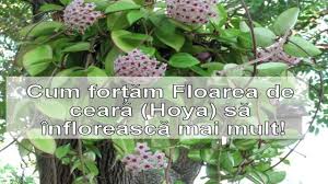 De ce nu infloreste hoya. Cum Fortam Floarea De Ceara Hoya Sa Infloreasca Youtube