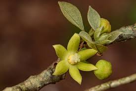 Image result for Cola mossambicensis
