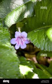 Image result for Cussonia arenicola