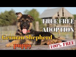 Vet health checked micro chipped mother can be seen with pups both parents are health tested and are clear. Free Free Adoption German Shepherd Puppy For Free Adoption German Shepherd Youtube
