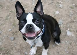 A unit owner may keep an animal. Here Are The 8 Best Dog Breeds For Apartment Living Business Insider